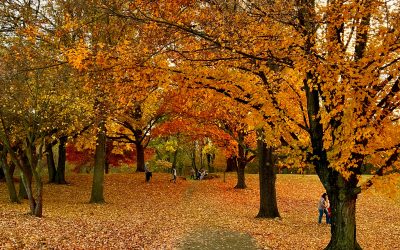 Want to be beautiful? Learn from the trees.